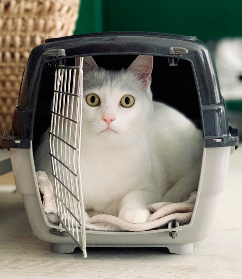 Kat-in-reismand